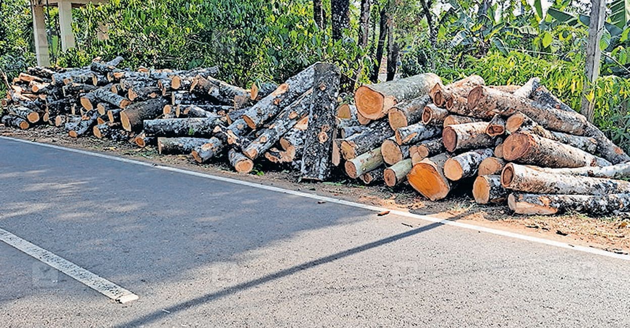 ചുരമിറങ്ങുന്നു, ടൺ കണക്കിന് മരം: എത്തുന്നത് പെരുമ്പാവൂരിലേക്ക്; ടണ്ണിന് ...