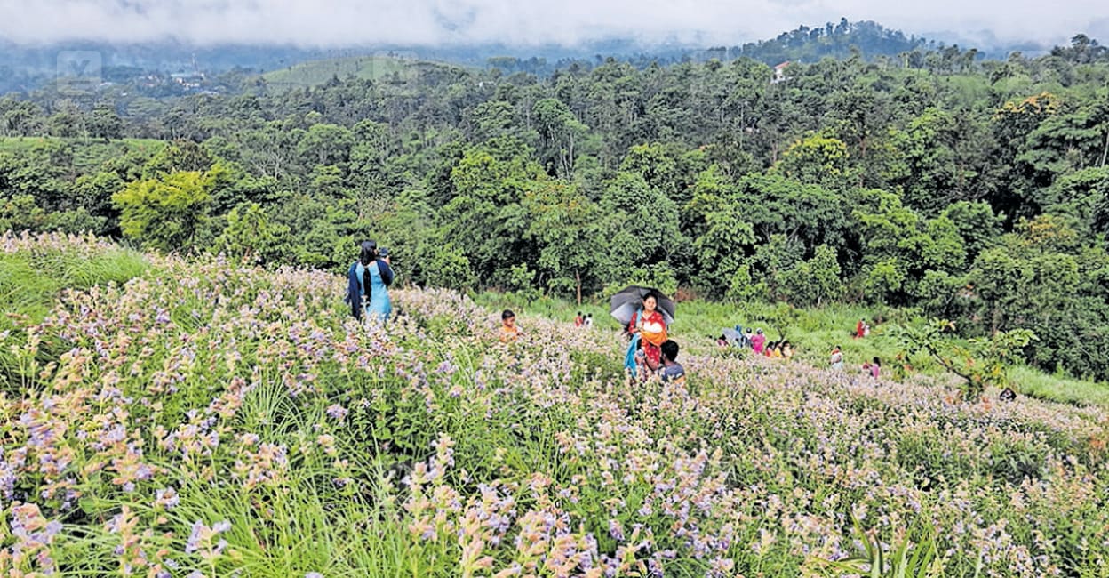 നീലക്കുറിഞ്ഞി കാണാനും ചിത്രമെടുക്കാനും അനുമതി; സംരക്ഷിത വനത്തിലേക്ക് പ്രവേശനമില്ല