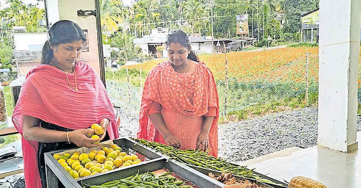Foul-smelling dump yard in Wayanad turns into marigold sanctuary