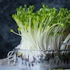Green Friends of Health; Microgreens can be grown at home
