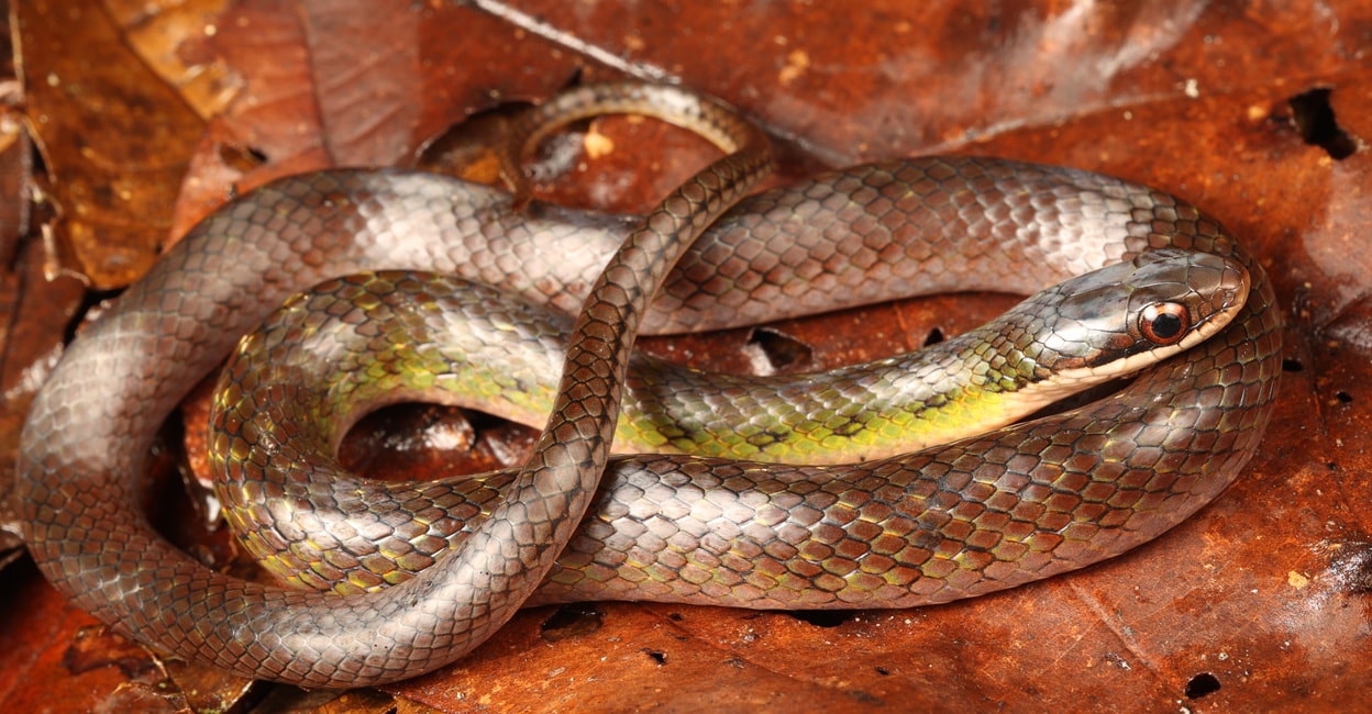 Snakes Rosh ഇത് ജന്തുലോകത്തെ വിചിത്ര സംഭവം; ഇവർക്ക് വിശന്നാൽ വിഷവും കഴിക്കും ...