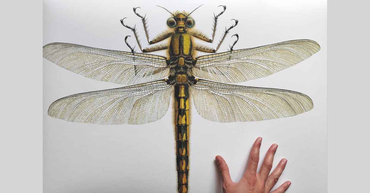 Megan Insect ഭൂമിയിൽ ജീവിച്ചിരുന്ന ഏറ്റവും വലിയ കീടം; രണ്ടരയടി വരെ ചിറകുവിരിക്കും ...