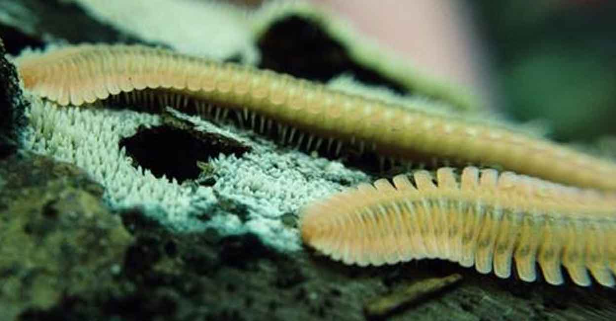 Milape Insect ആയിരംകാലികൾ തുറക്കും; വേദനരഹിത മരുന്നുകളുടെ പുതിയൊരു നിര- Millipedes ...