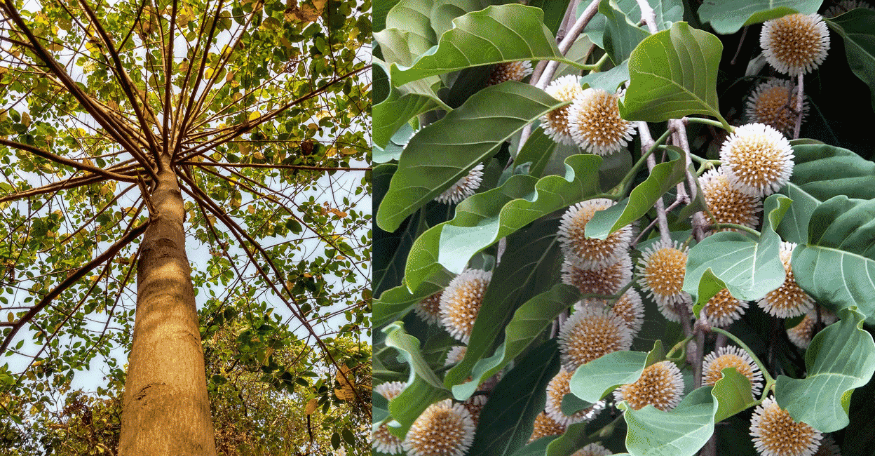 മോദിക്ക് ചാൾസ് രാജാവ് അയച്ച മരത്തൈ! ശ്രീകൃഷ്ണന്റെ പ്രിയവൃക്ഷമായ കടമ്പ്