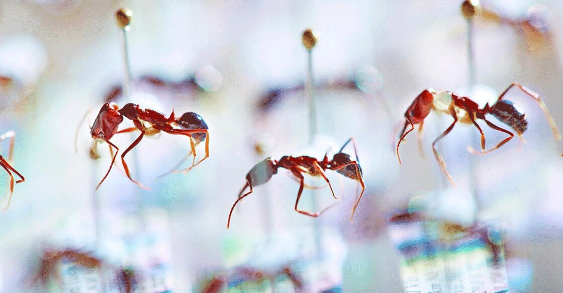 Bhanwar Insect കീടങ്ങളുടെ മഹാനാശം തുടങ്ങിയോ? ഫിജി ഉറുമ്പുകളുടെ എണ്ണത്തിൽ വൻ കുറവ് ...