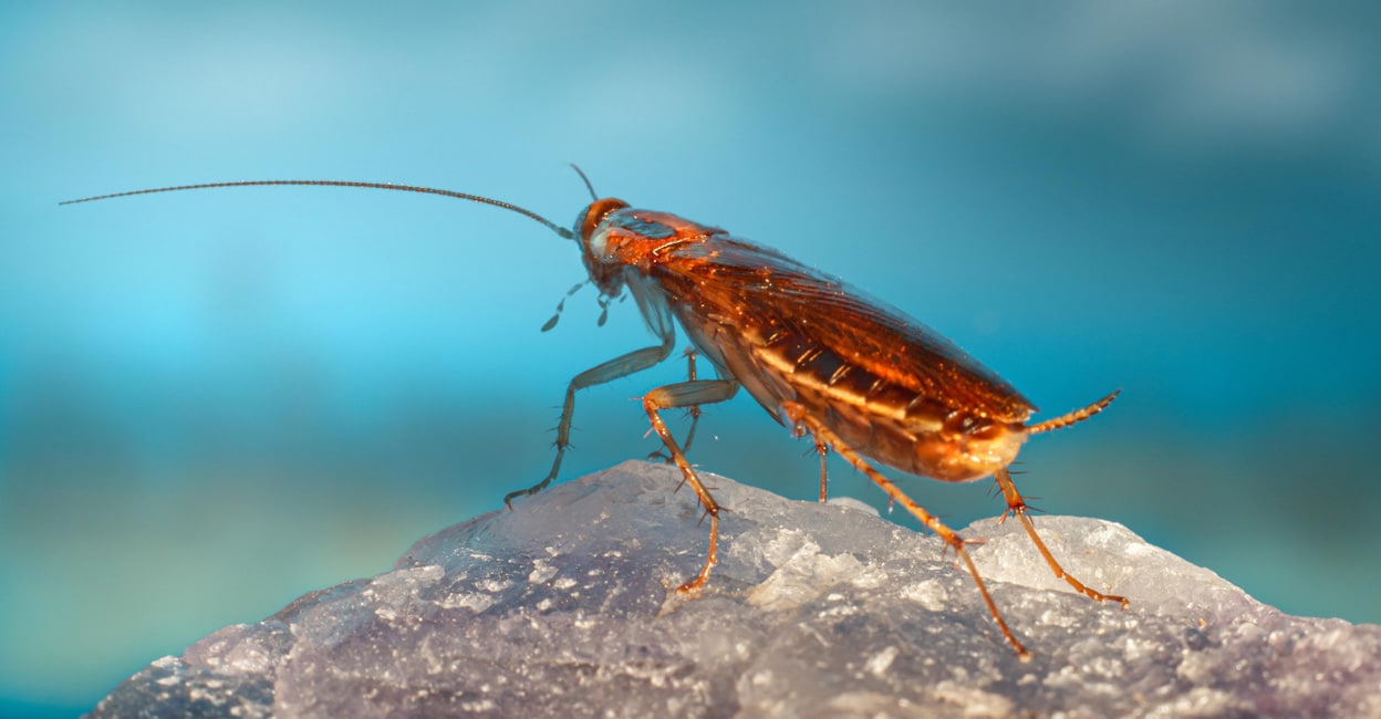 Cockroach Prajati ഒരൊറ്റ പാറ്റയെ കൊല്ലാൻ വീടിന് തന്നെ തീയിട്ടു! അയൽവാസിക്ക് നഷ്ടമായത് ജീവ ...