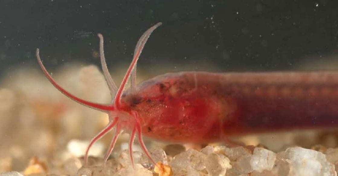 Mathiran Fish കണ്ണും തലയുമില്ല; കേരളത്തിൽ മാത്രമല്ല അസമിലെ കിണറ്റിലുമുണ്ട് ഈ വിചിത്ര ...