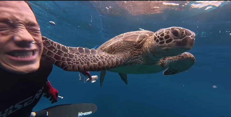 Turtle Slapper 'പിന്തുടർന്ന് കരണത്തടിച്ചു' കടലിനടിയിൽ സംഘട്ടനം; പൊട്ടിച്ചിരിപ്പിച്ച് ...
