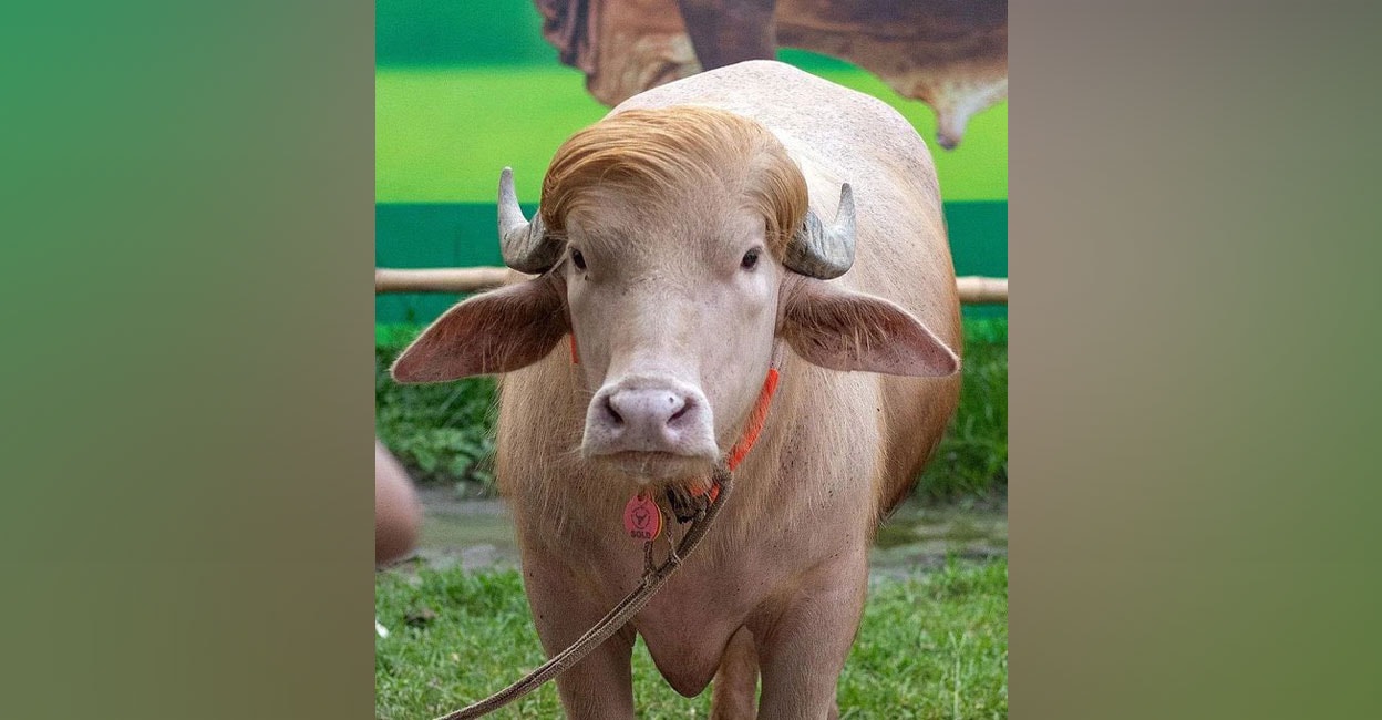 തലയില്‍ സ്വര്‍ണത്തലമുടി, 'ട്രംപ്' ലുക്ക്; ബംഗ്ലാദേശി എരുമയ്ക്ക് ...