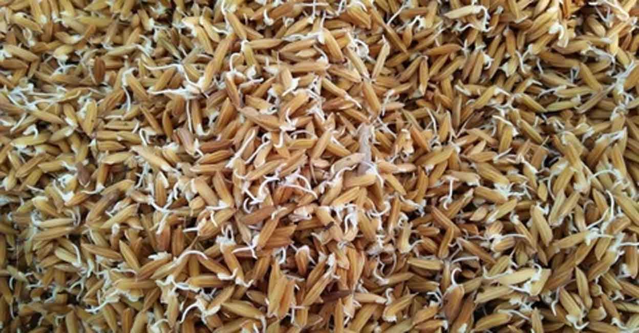Shock Paddy Roots മഴയത്ത് കിടക്കുന്നത് മുളപൊട്ടിയ ടൺ കണക്കിന് നെല്ല് – Sprouted Paddy ...