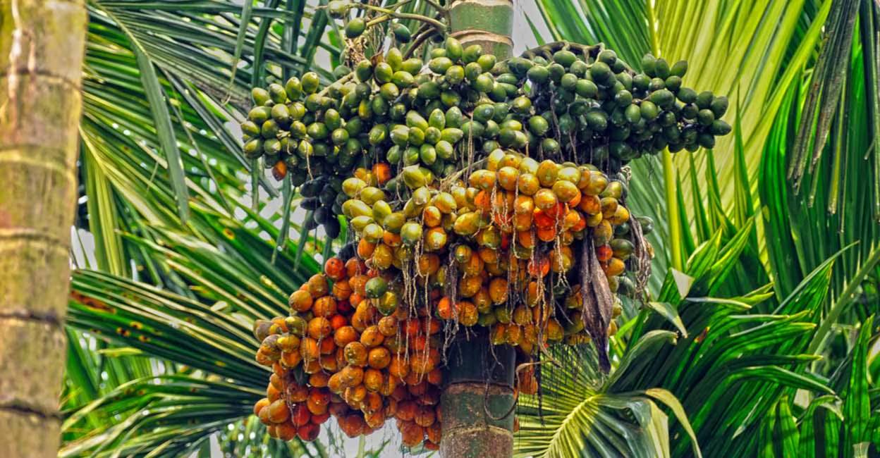 Anabe Roga ഏക്കറിൽ നിന്ന് ലക്ഷങ്ങൾ വരുമാനം, 58,664 കോടിയുടെ അടയ്ക്ക വിപണിയിൽ വ ...