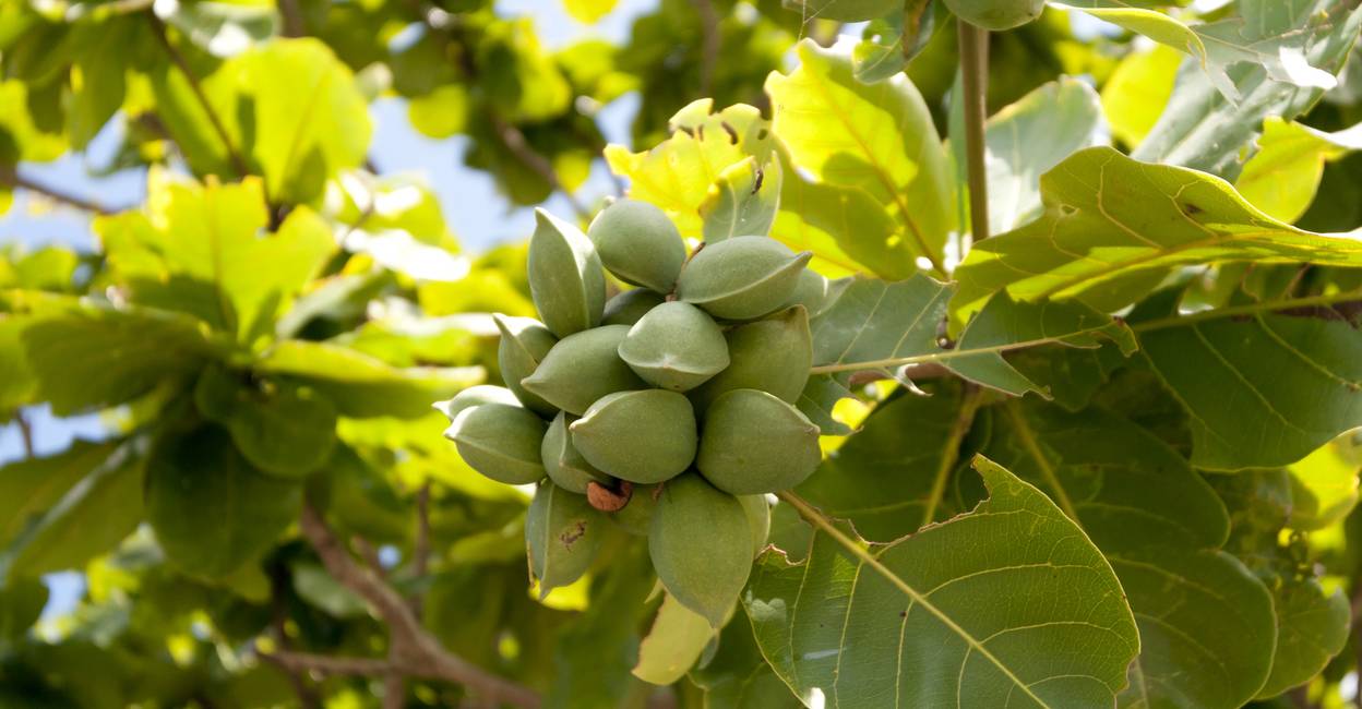 Indian Almond Ripe വന്നത് മലേഷ്യയിൽ നിന്ന്, ഇത് തെറ്റിദ്ധരിപ്പിക്കപ്പെട്ട, കേരളത്തിന്റേയും ...