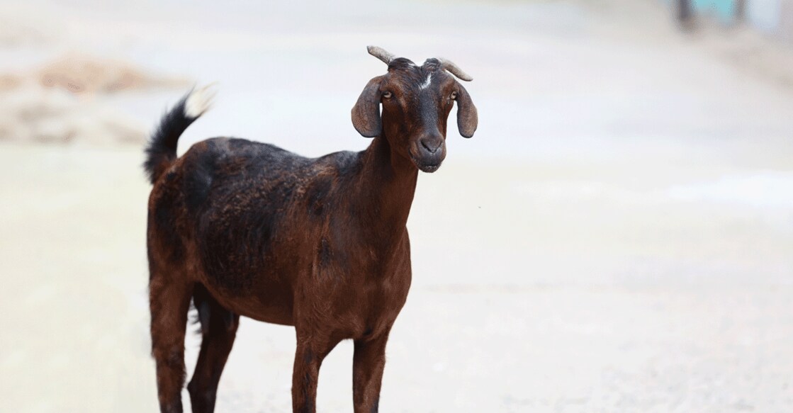 അജ്ഞാത രോഗം: പാവുമ്പ ഫാമിലെ 65 ആടുകൾ ചത്തു - Goat | Farm | Agri News ...