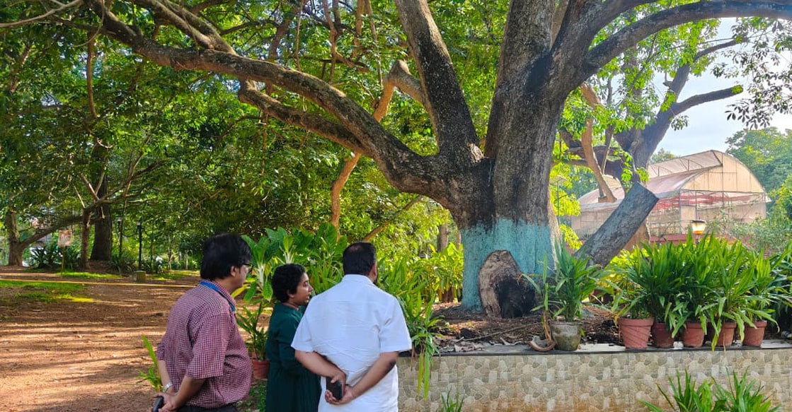 150-year-old rubber tree in Thiruvananthapuram