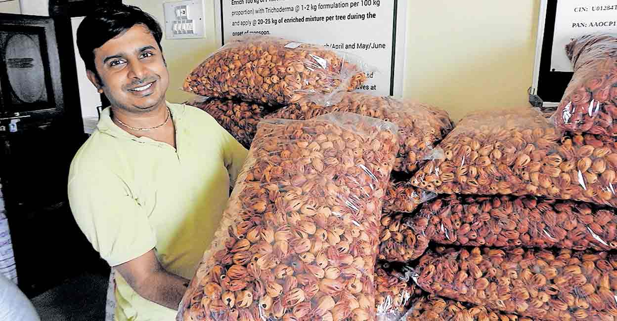 ആനമലൈ ഇപ്പോൾ ജാതിമലൈ; തെങ്ങിൻതോട്ടങ്ങളിൽ ഇടവിളയായി ജാതി, വരുമാനം ഇരട്ടിയാക്കാം