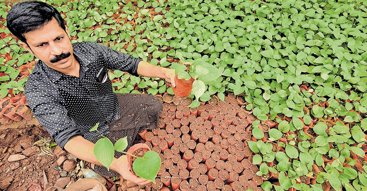 How this young Kannur farmer turned his black pepper nursery into a goldmine of biodiversity