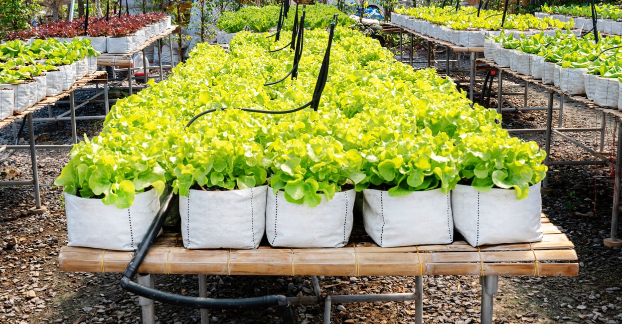 As modern households increasingly lean towards clean, chemical-free produce, space constraints often dampen gardening ambitions. Grow bag farming.grow bag gardening, terrace cultivation tips, home vegetable garden, potting mix recipe, organic farming at home, organic terrace garden, grow bag size, natural pest control, beginner gardening tips, urban farming solutions, soil preparation guide, vegetable gardening beginners, Pseudomonas for plants, Trichoderma biofertiliser, backyard vegetable farming