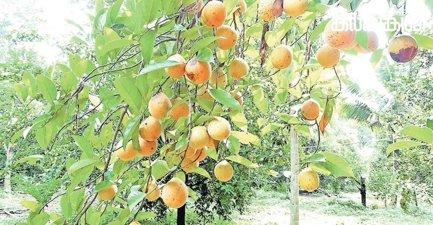 Pullan Tree കേരളത്തിലെ കർഷകർ കണ്ടെത്തിയത് സൂപ്പർ മരങ്ങൾ! ഇത് വിളപ്പൊലിമയുള്ള ...