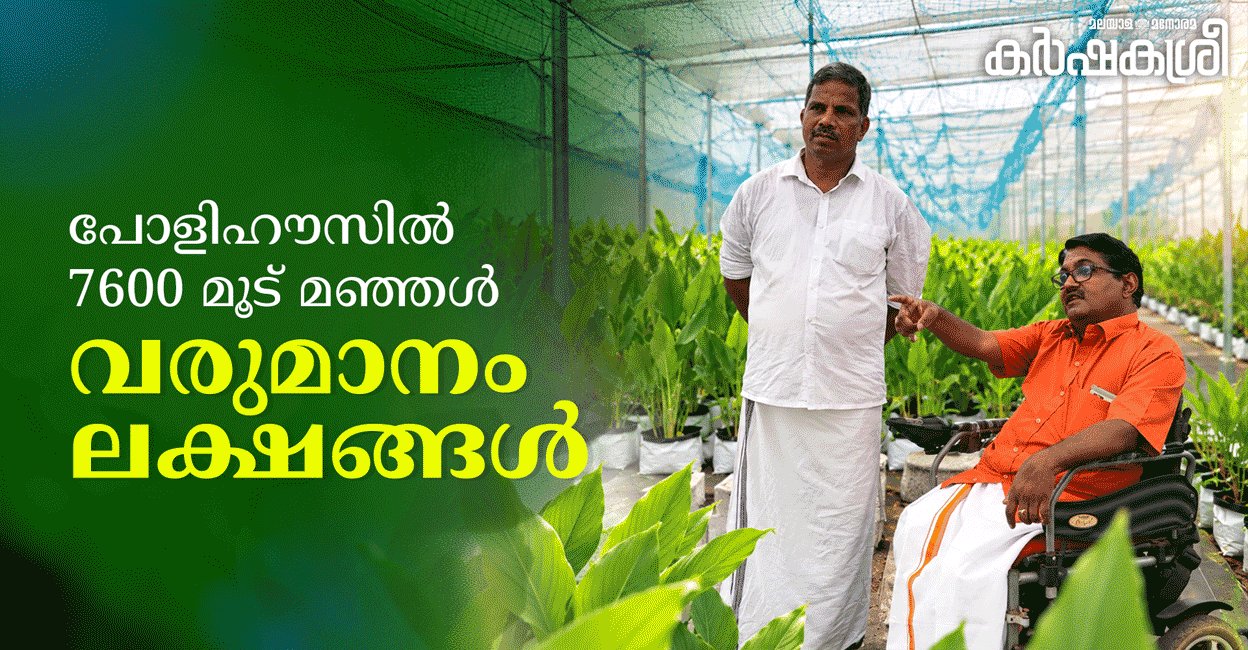 പഠിച്ചതും പഠിപ്പിച്ചതും വിരമിച്ചതും ഒരുമിച്ച്, പോളിഹൗസിൽ ഈ സുഹൃത്തുക്കൾ നട്ടത് മഞ്ഞൾ, റിട്ടയർമെന്റ് കാലത്തും ലക്ഷങ്ങൾ വരുമാനം!