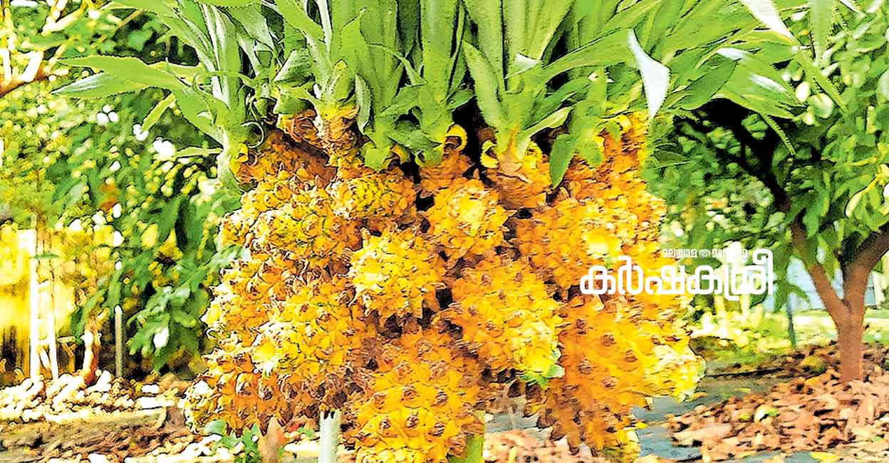 വന്നത് തായ്‌ലൻഡിൽ നിന്ന്, ഒരു ചെടിയിൽ നൂറോളം പൈനാപ്പിൾ; കേരളത്തിലും ...