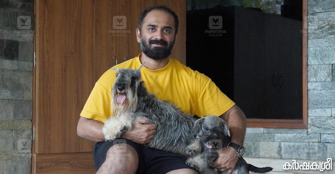 Miniature-Schnauzer-jisto-1 ജിസ്റ്റോ