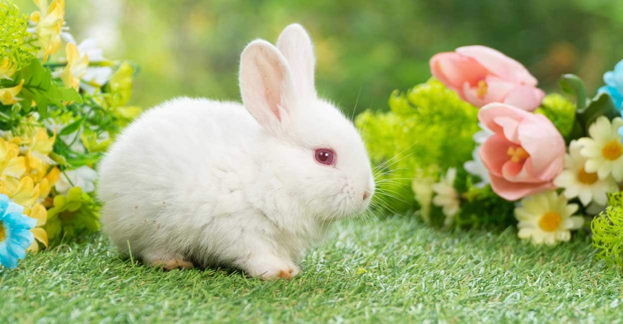 എന്റെ മുയൽക്കുഞ്ഞുങ്ങൾ - pet rabbits | rabbit care | raising rabbits ...