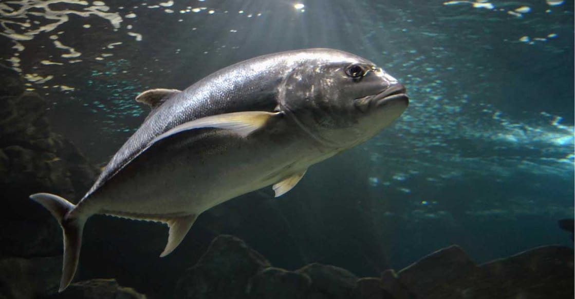 1415551118 Atlantic bluefin tuna. . Photo credits . Shutterstock.com
