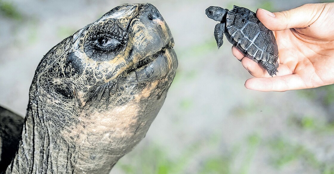 Baby Tortoise-Florida In this image provided by Zoo Miami, Goliath, a 517-pound (234-kilogram) Galapagos tortoise at Zoo Miami, meets his first offspring on June 12, 2025 in Miami. (Zoo Miami via AP)