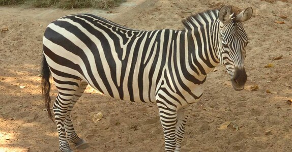 സീബ്രയ്ക്കു കറുപ്പിൽ വെളുത്ത വരകളോ അതോ - zebra stripes | zebra facts ...