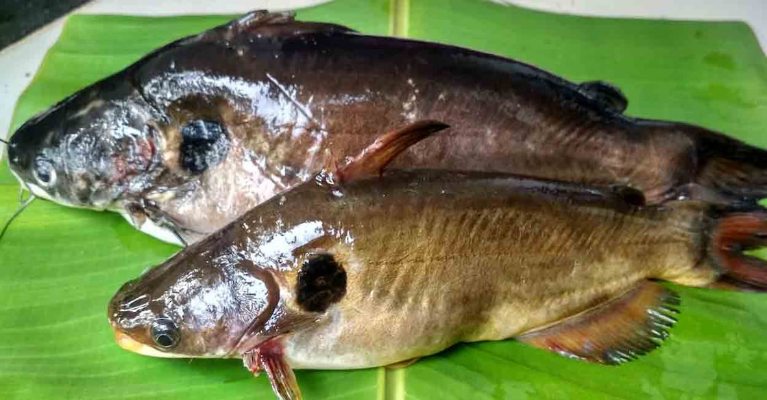 Mandki Fish മഞ്ഞക്കൂരി ഇനി എളുപ്പത്തിൽ വൃത്തിയാക്കാം, കല്ലിൽ ഉരയ്ക്കേണ്ട; ഈ ...