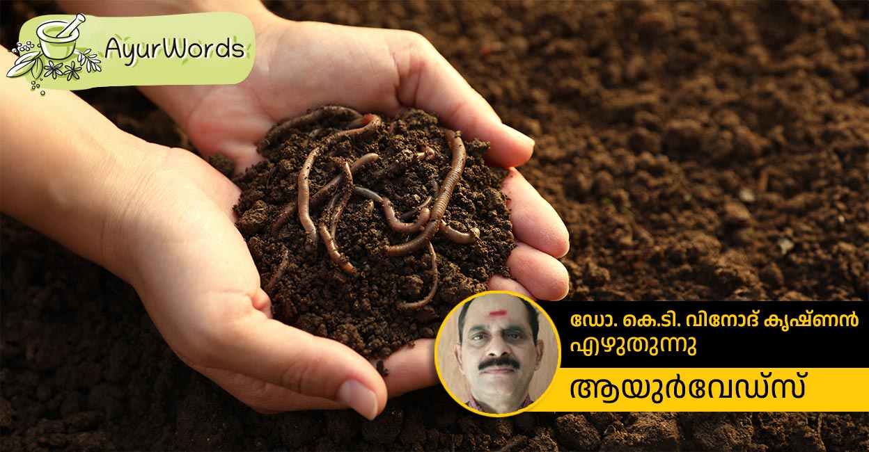 സ്ട്രോക്ക്,ക്ഷീണം, ഹൃദയത്തകരാർ, മുഖംകോടൽ... പരിഹാരമായി അത്യപൂർവ ഭൂനാഗതൈലം; ഓരോ തുള്ളിയും വിലയേറിയത്; മണ്ണിര മരുന്നാകുന്നതെങ്ങനെ?