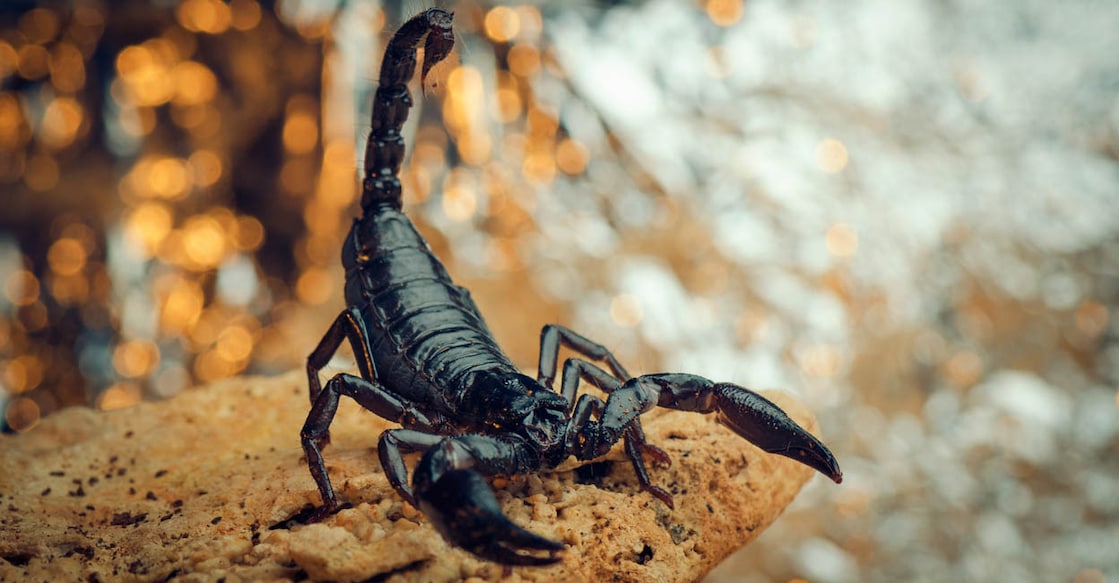 (Representative image by Mikhail Egorov / shutterstock)