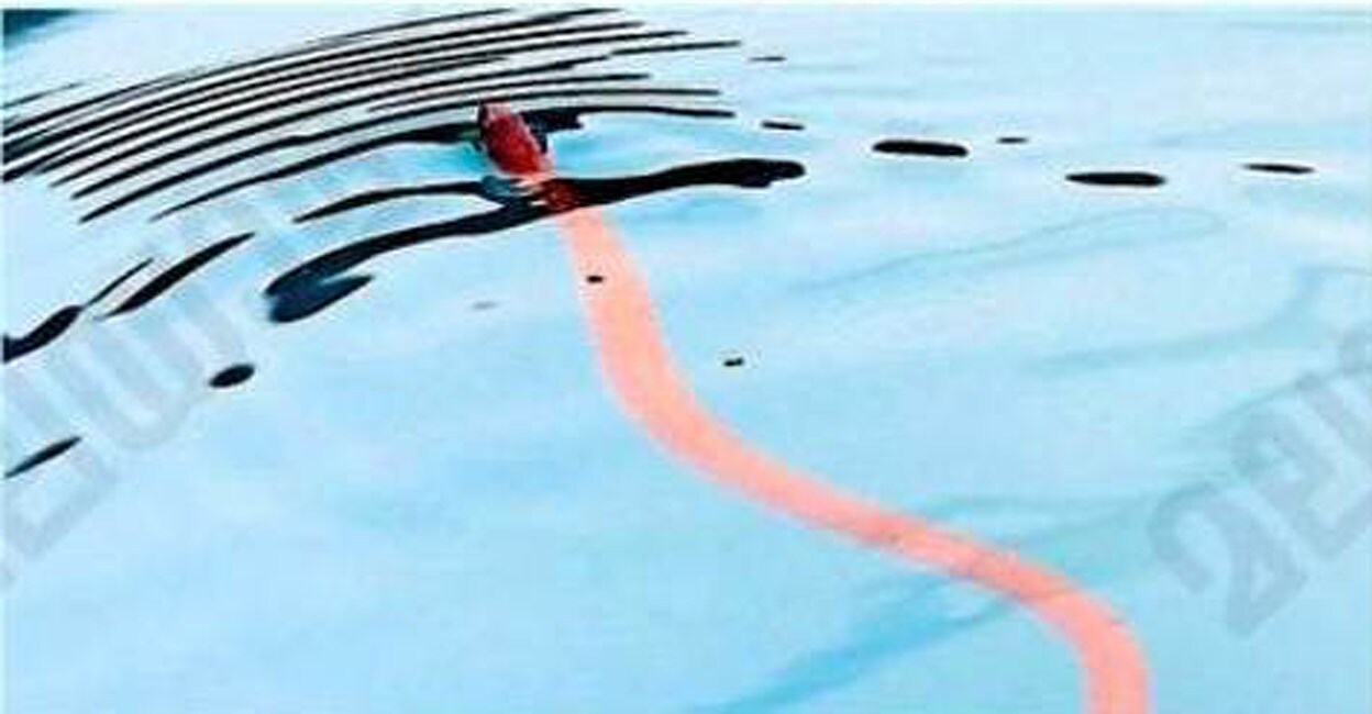 ഡൈവിങ് പൂളിൽ പാമ്പ്: ഫ്രീസ്റ്റൈലായി മുങ്ങി! പിടികൂടാൻ കഴിഞ്ഞില്ല