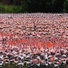 King swans as far as the eye can see, a rare sight!