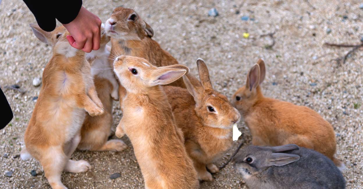 That Dam Rabbit മുയലുകളുടെ അദ്ഭുത ലോകം, മനുഷ്യരെ സ്നേഹം കൊണ്ട് വീർപ്പ് മുട്ടിക്കും ...