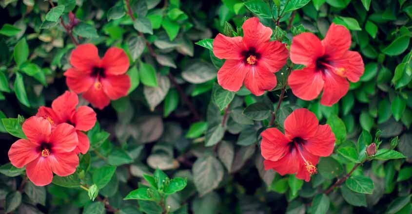 Hibiscus-Flower Hibiscus-Flower