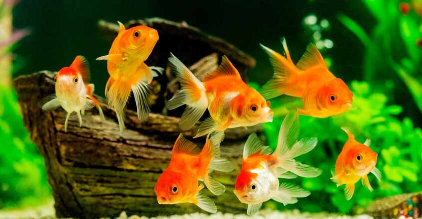 aquarium-845 aquarium-845