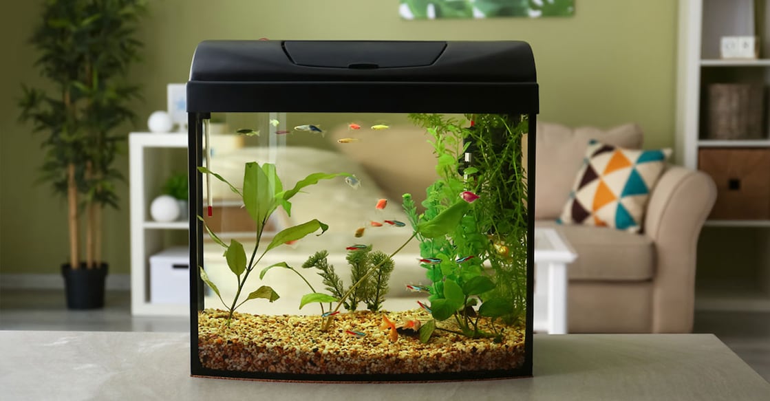 aquarium-photo-credit-Pixel-Shot