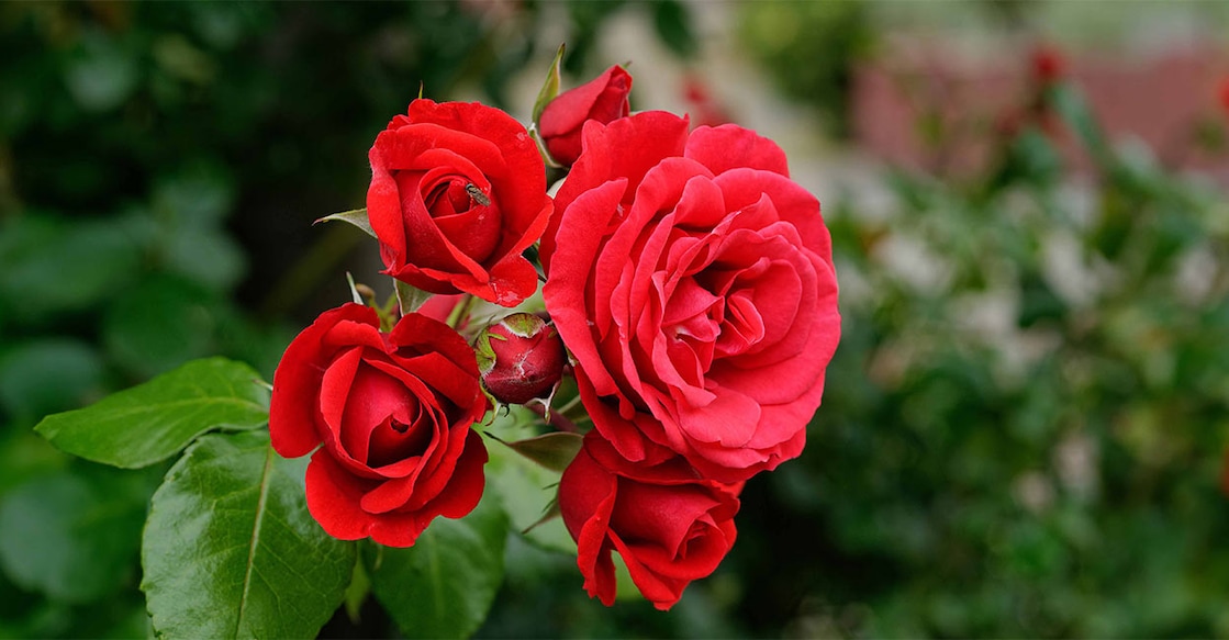 The Blissful Benefits of Rose Image Credit: K.Jagielski/ Shutterstock