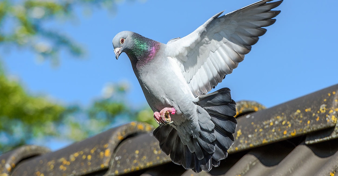 Pigeon Image Credit: Frank Cornelissen/ Istock