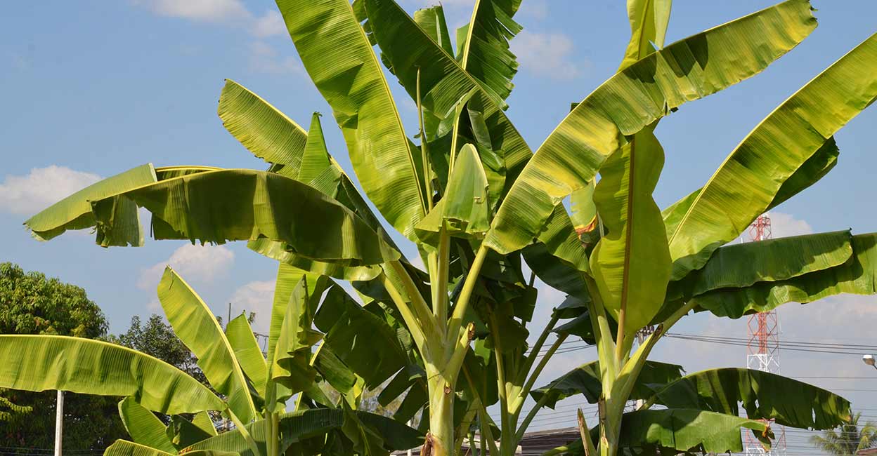 ഈ ദിശകളിൽ ഒരിക്കലും വാഴ നടരുത്; വാഴയ്ക്കൊപ്പം തുളസിയും, നടേണ്ടത് ഇങ്ങനെ? Right Place To Plant
