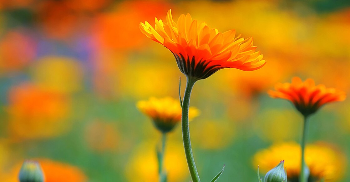 Image Credit: Burkhard Trautsch/ Shutterstock