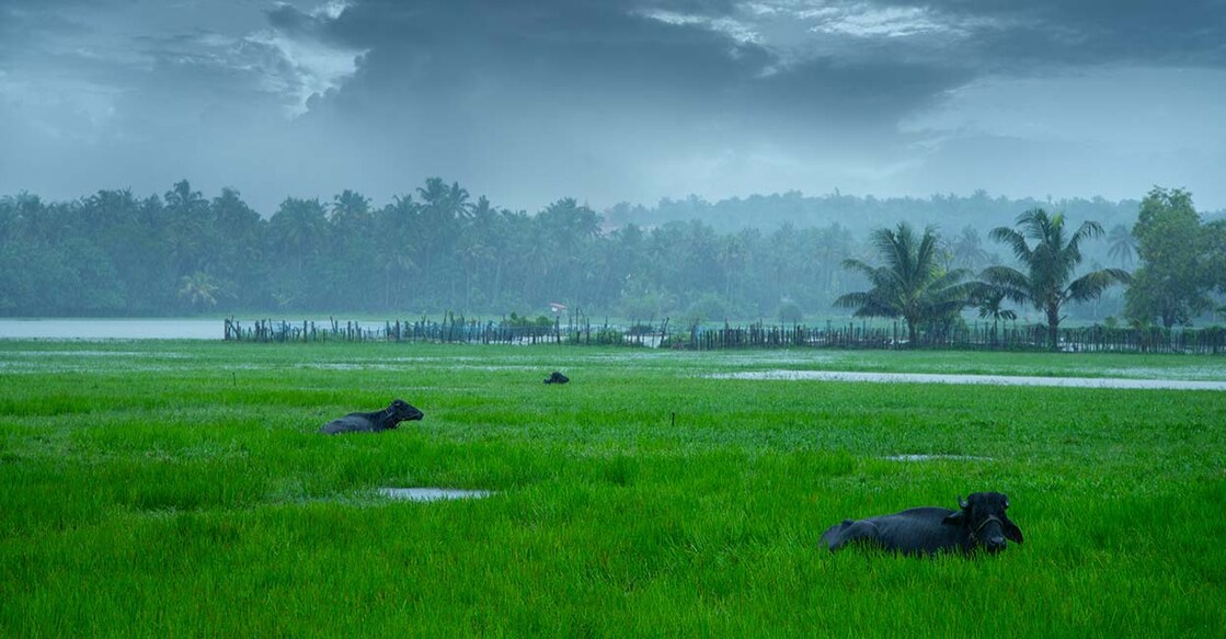 Image Credit: Milju varghese/ Shutterstock