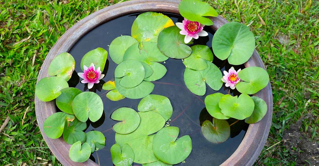 attract-luck-and-prosperity Image Credit: Bowonpat Sakaew/ Istock