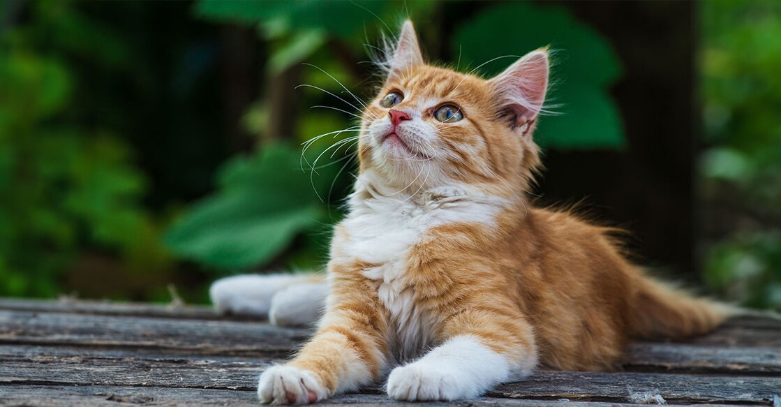 Image Credit:  Victoria Moloman/ Shutterstock