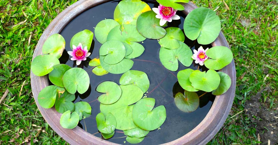 Image Credit: Bowonpat Sakaew/ Istock