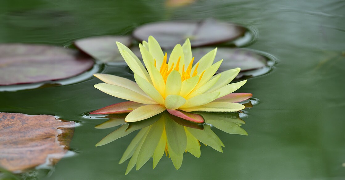 Image Credit: Sanit Fuangnakhon/ Shutterstock