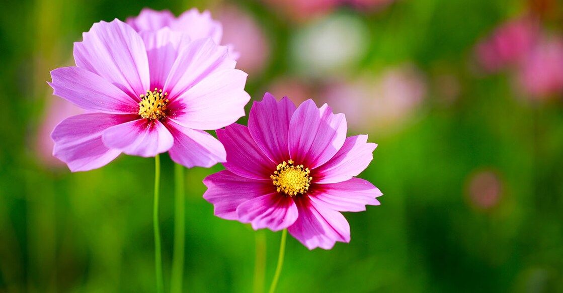 Image Credit: UNIKYLUCKK/ Shutterstock