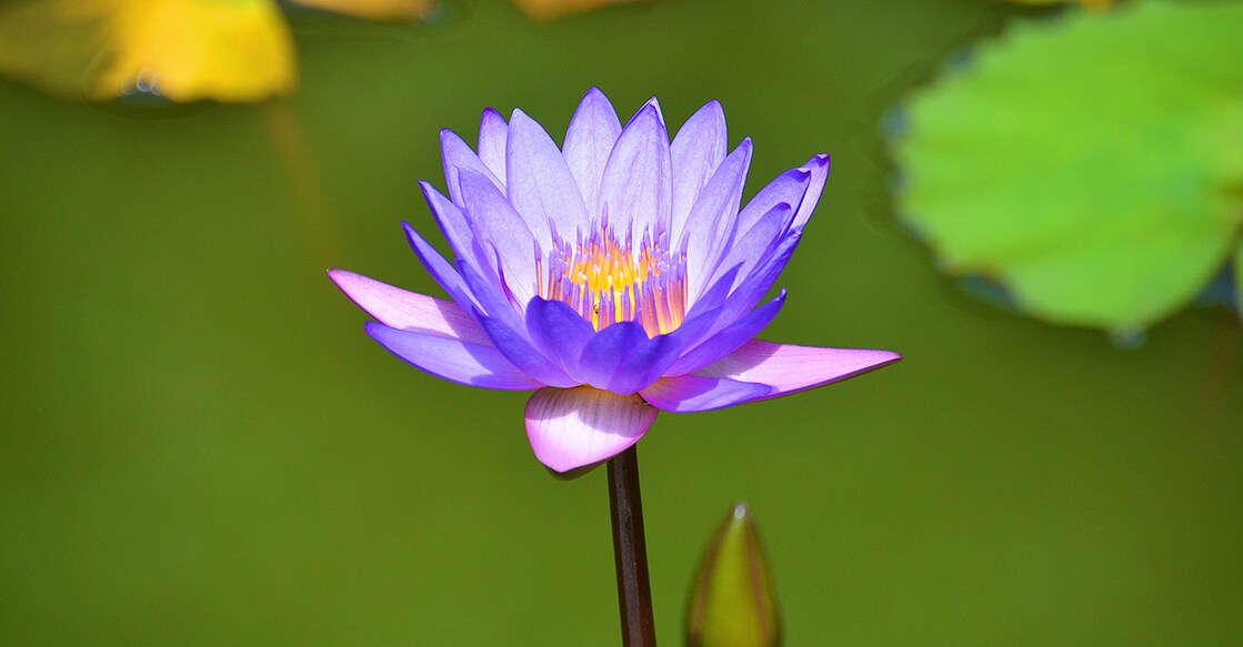 Image Credit: Viacheslav Goncharov/ Shutterstock