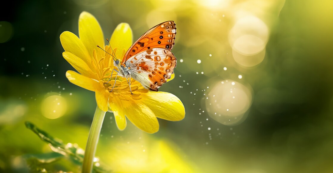 Image Credit: Soho A Studio/ Shutterstock